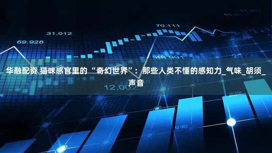 华融配资 猫咪感官里的 “奇幻世界”：那些人类不懂的感知力_气味_胡须_声音